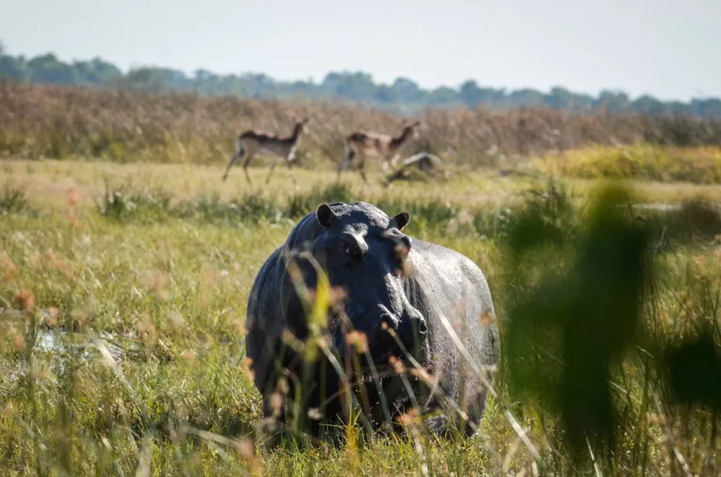 Botswana2015 - Botswana2015_103.jpg