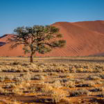 Namibia czerwone piaski pustyni - Namibia_Czerwone_piaski_pustyni_5.jpg